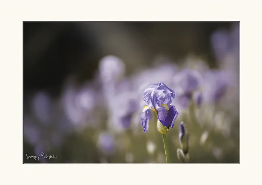 Iris germanica - Photographie de l'iris germanica dans le Jura par Songery
