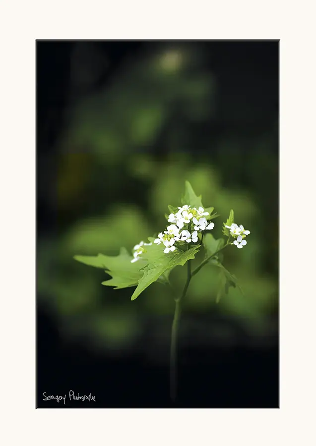 Alliaire - Photographie de l'alliaire dans le Jura par Songery