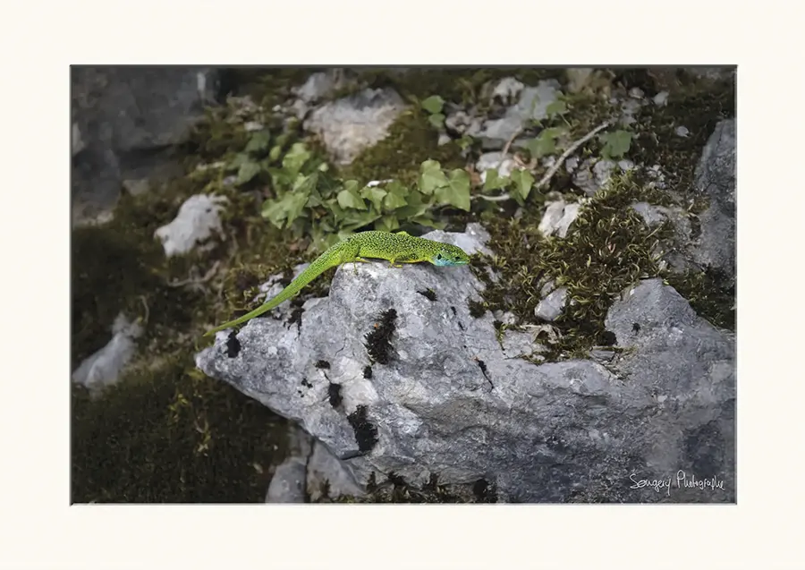 Lacerta bilineata - Photographie du grand lézard vert dans l'Ain par Songery