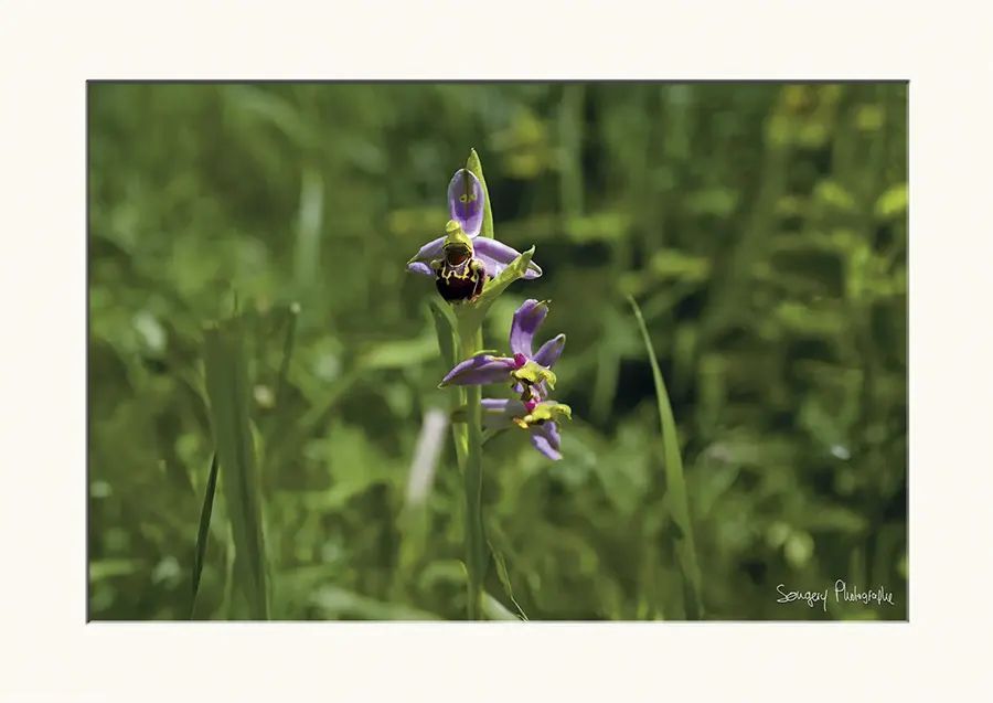Ophrys bourdon - Photographie de l'orchidée Ophrys bourdon dans le Jura par Songery
