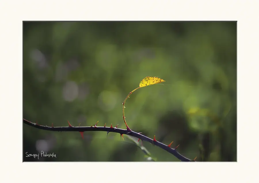 Rosa canina - Photographie de la feuille de rosa canina dans le Jura par Songery