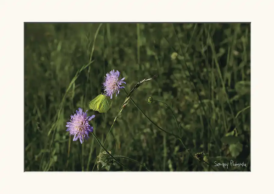 Citron - Photographie d'un papillon citron dans le Jura par Songery Photographe