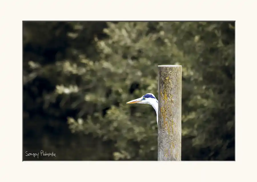 Ardea cinerea - Photographie d'un héron cendré dans le Jura par Songery Photographe
